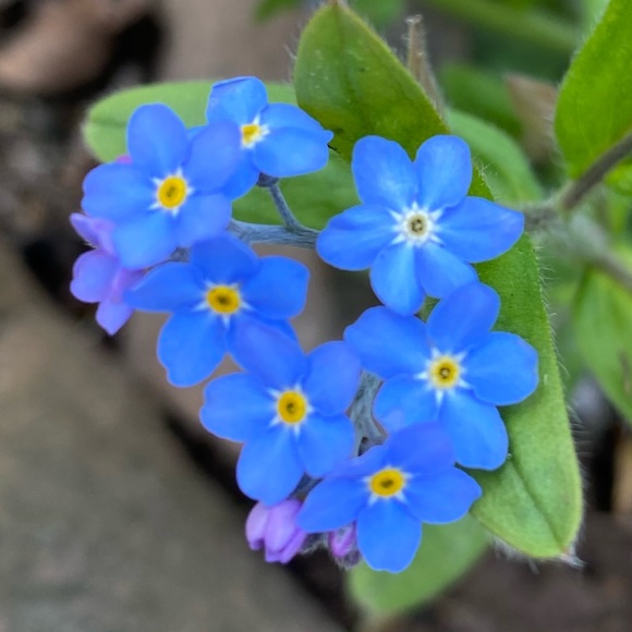 Meet your Posher, Poppy - Picture 1 of 1